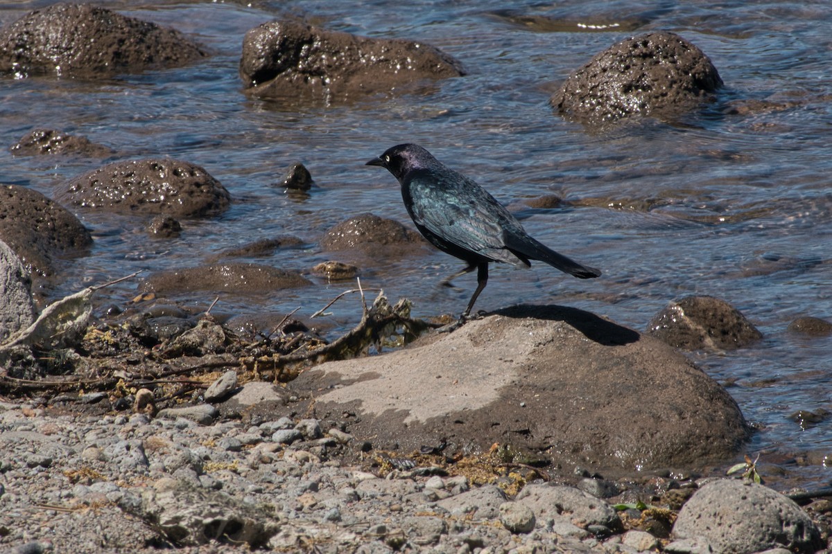 Brewer's Blackbird - Shasta Birding Society