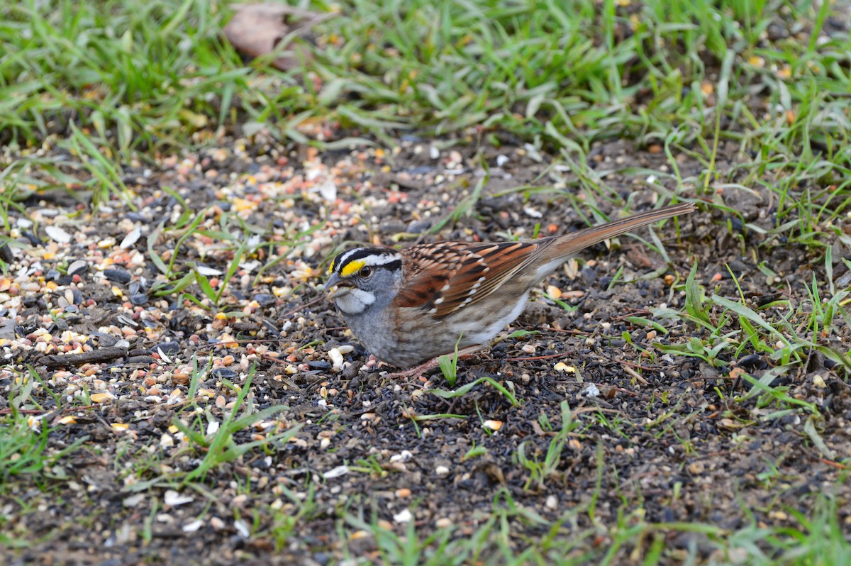 White-throated Sparrow - Christopher Gilbert