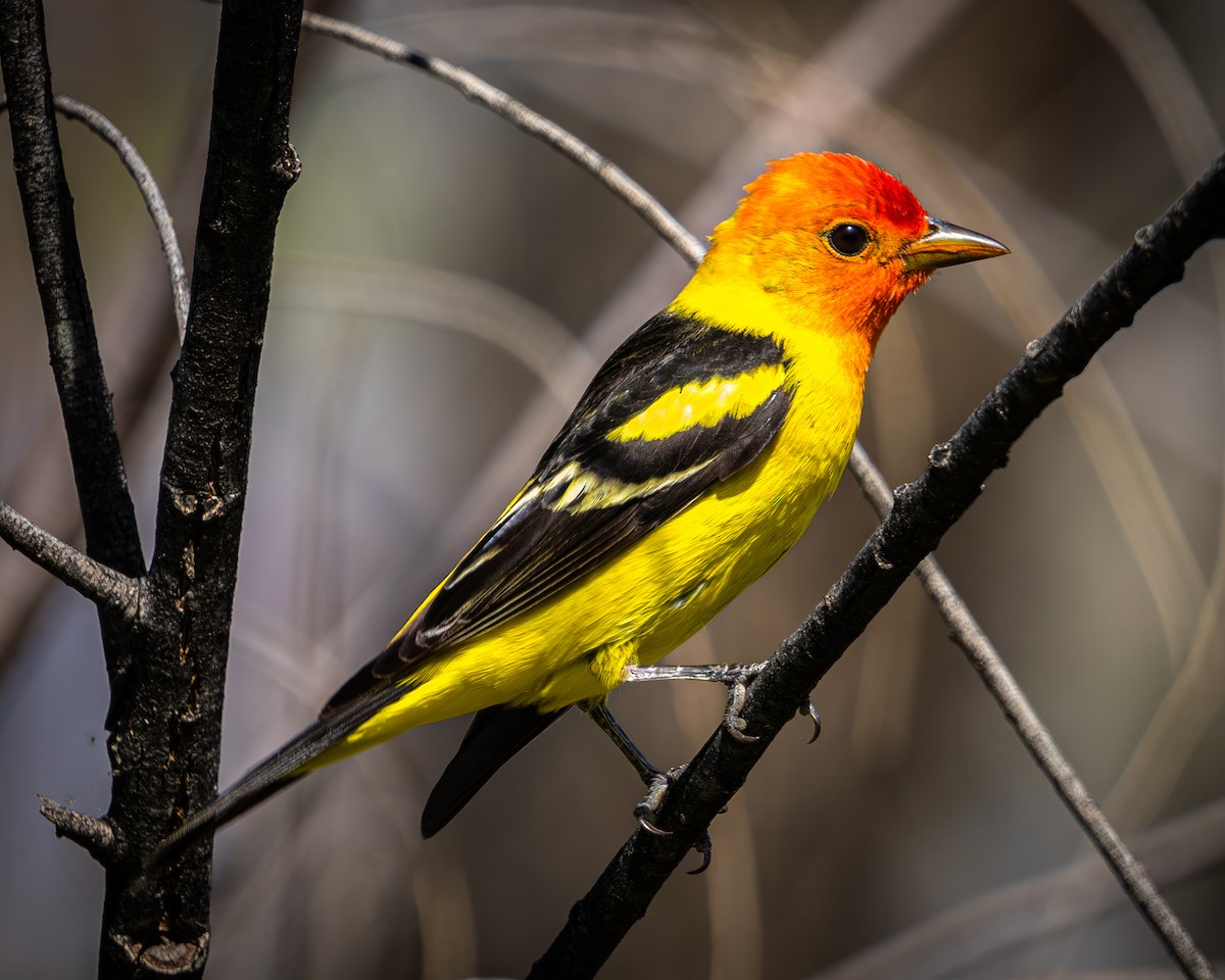 Western Tanager - ML575133891