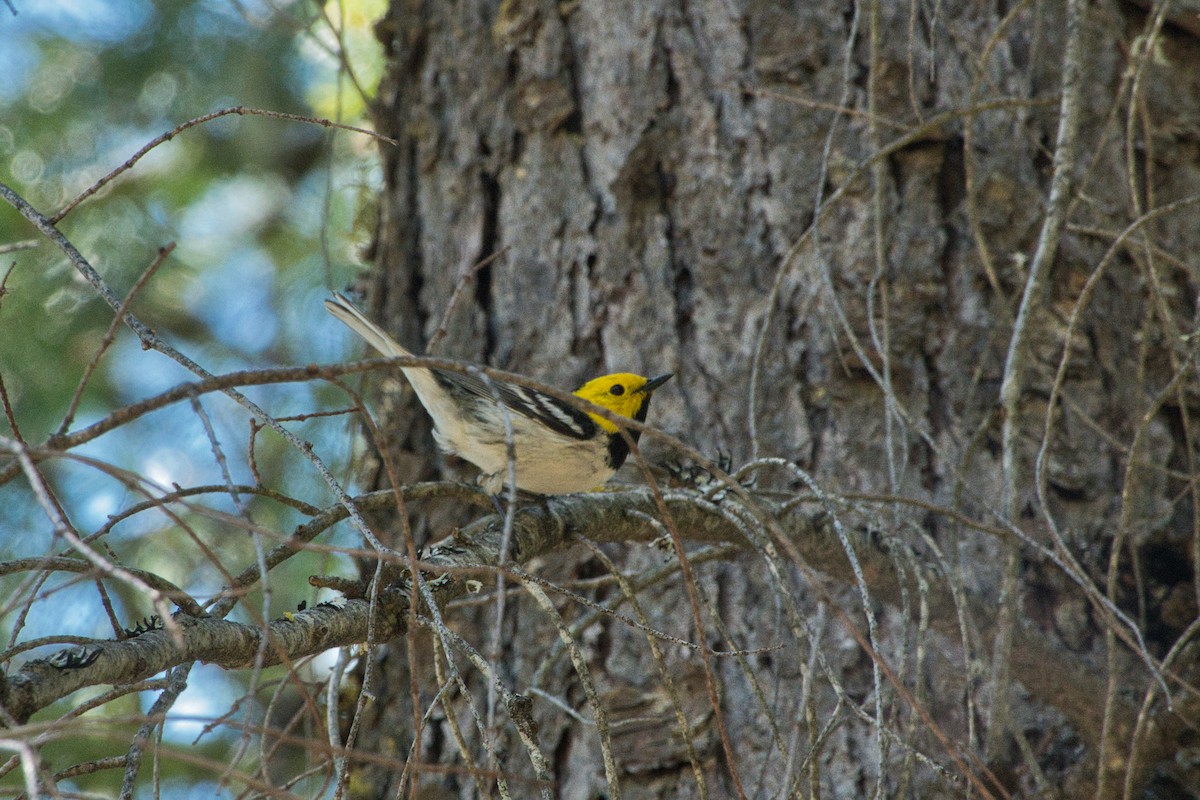 Hermit Warbler - Shasta Birding Society