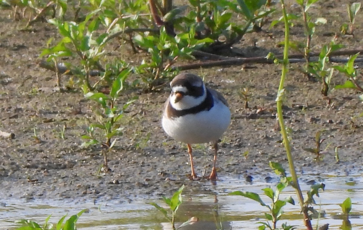 Semipalmated Plover - ML575135341