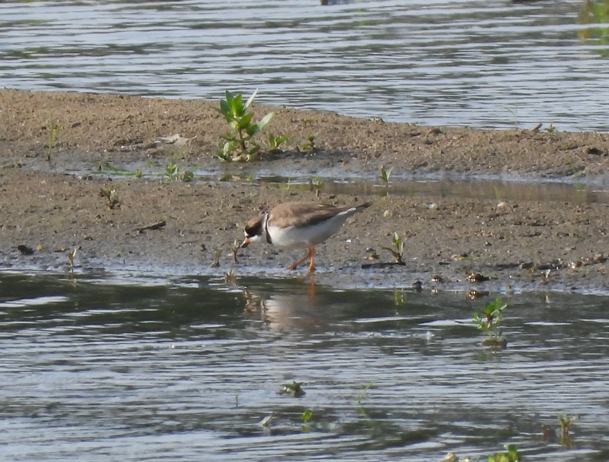 Semipalmated Plover - ML575135351