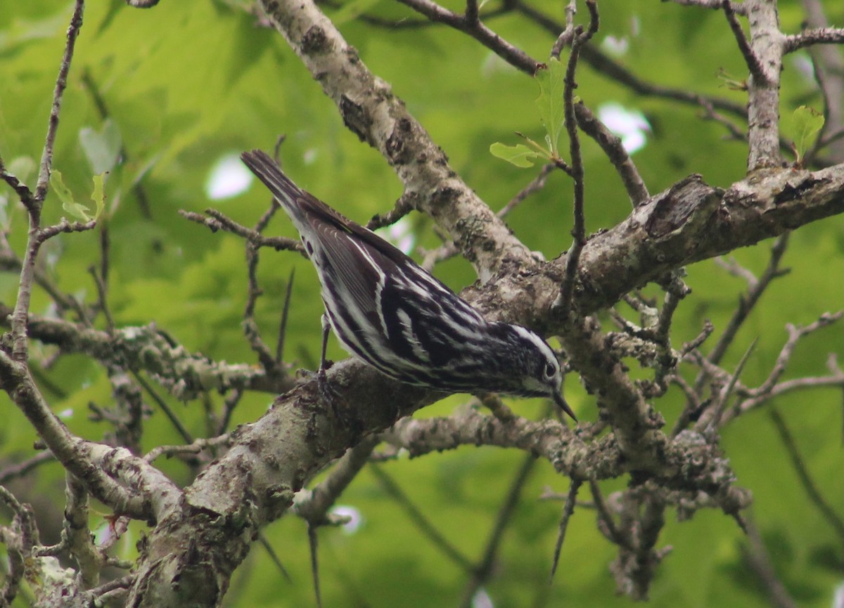 Black-and-white Warbler - ML575141101