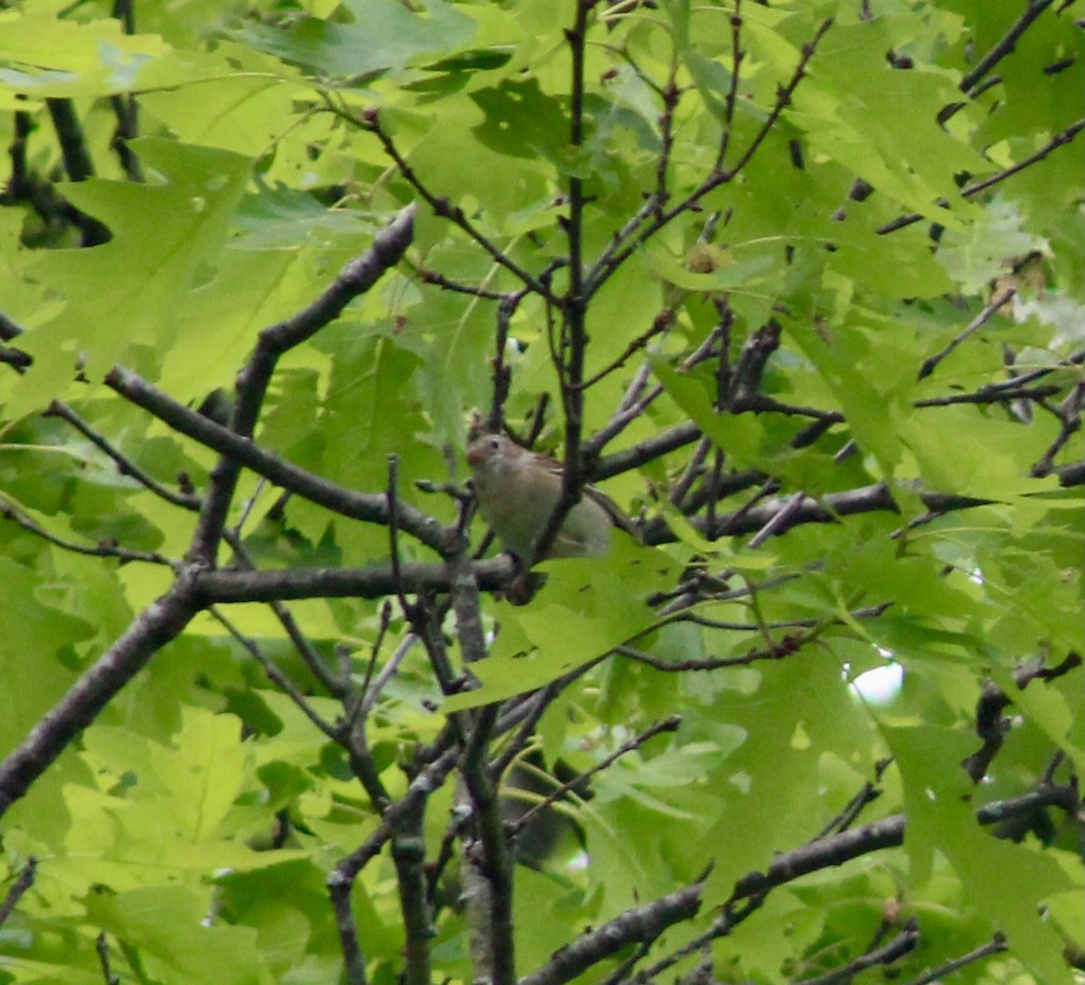 Field Sparrow - ML575141201