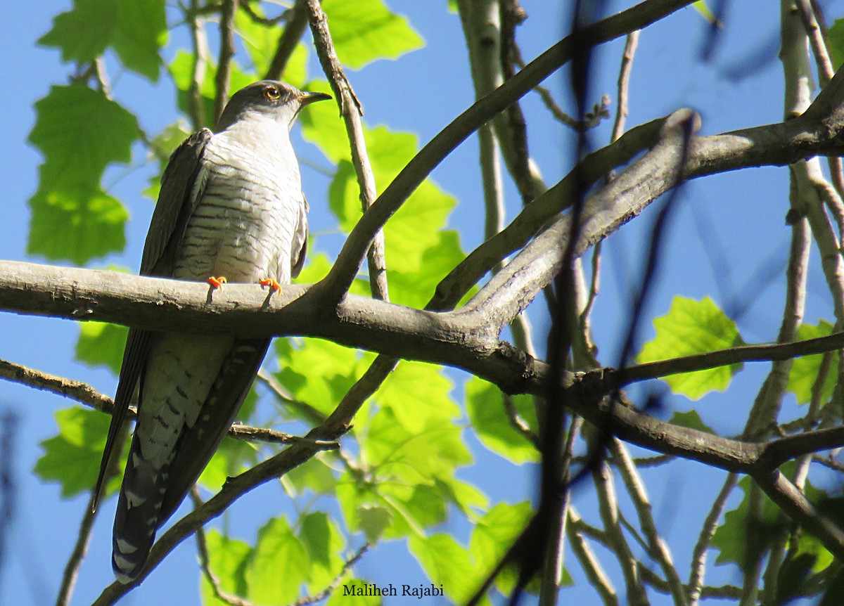 Common Cuckoo - ML57514451