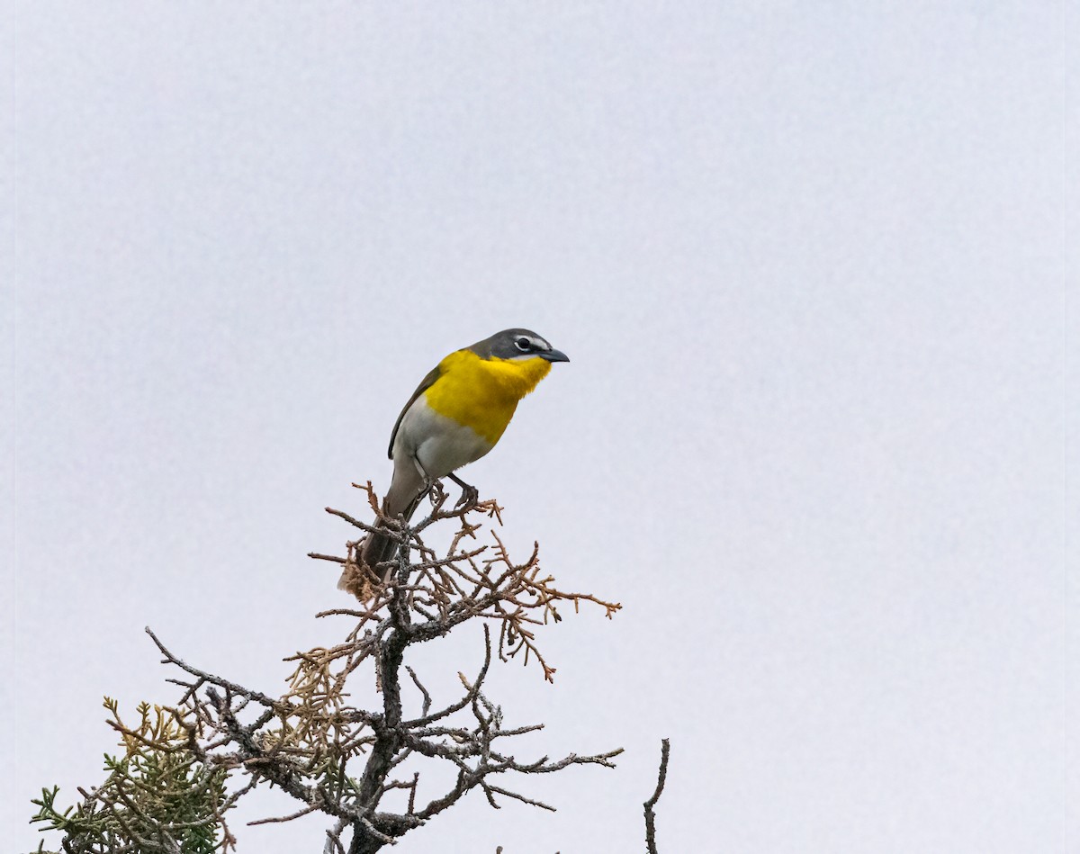 Yellow-breasted Chat - ML575146411
