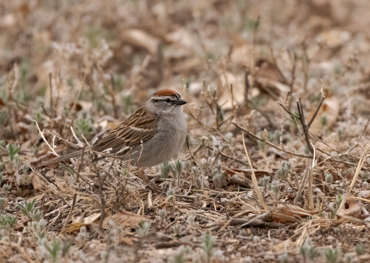 Chipping Sparrow - ML575147711