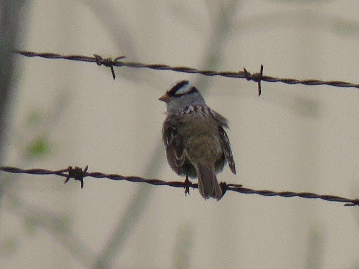 White-crowned Sparrow - Karl Mechem