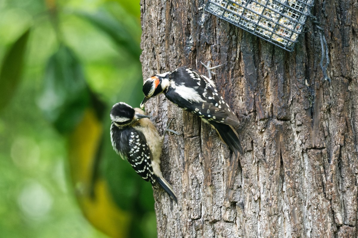 Hairy Woodpecker - Robert Zickus
