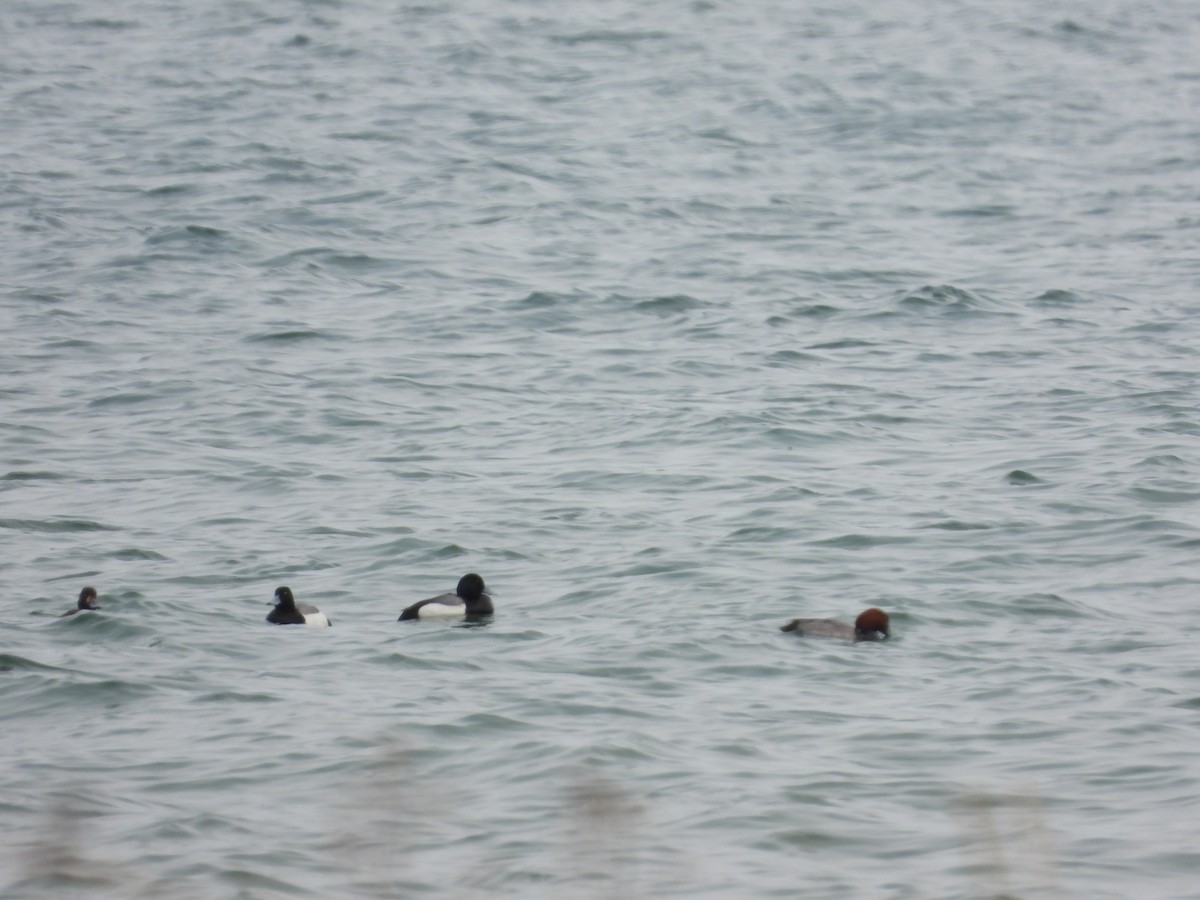 Greater Scaup - ML575150801