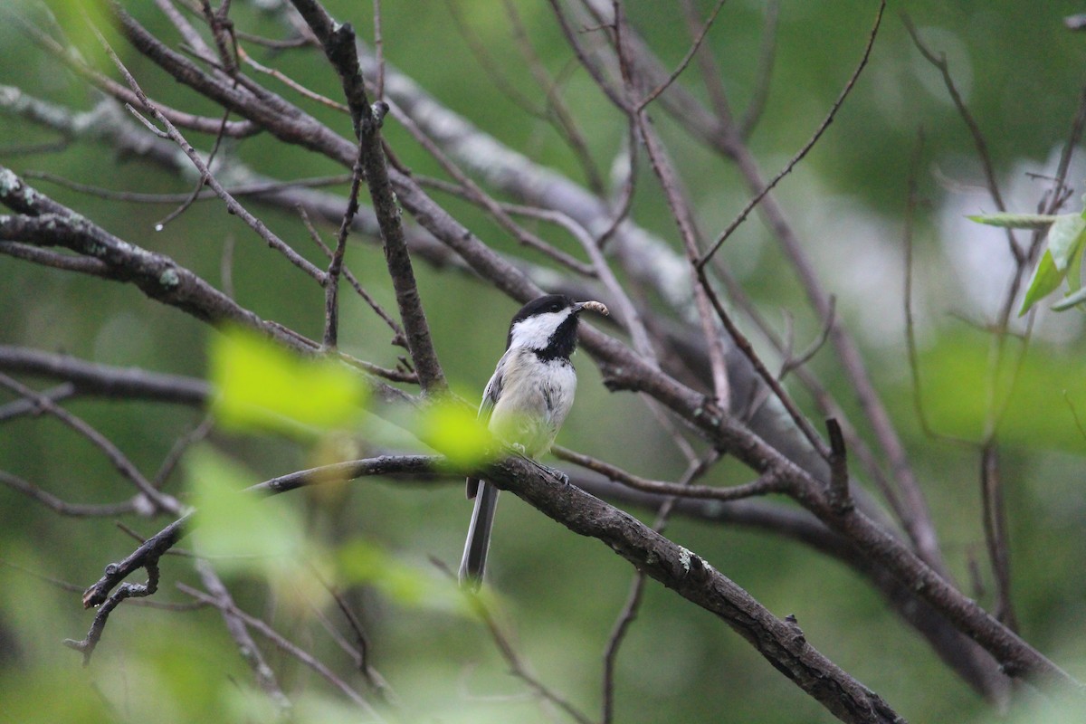 Black-capped Chickadee - Abbey Lewis