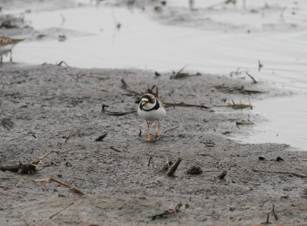 Semipalmated Plover - ML575152621