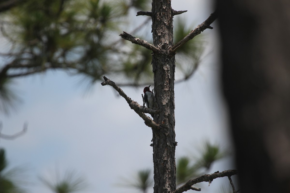 Red-headed Woodpecker - ML575154871