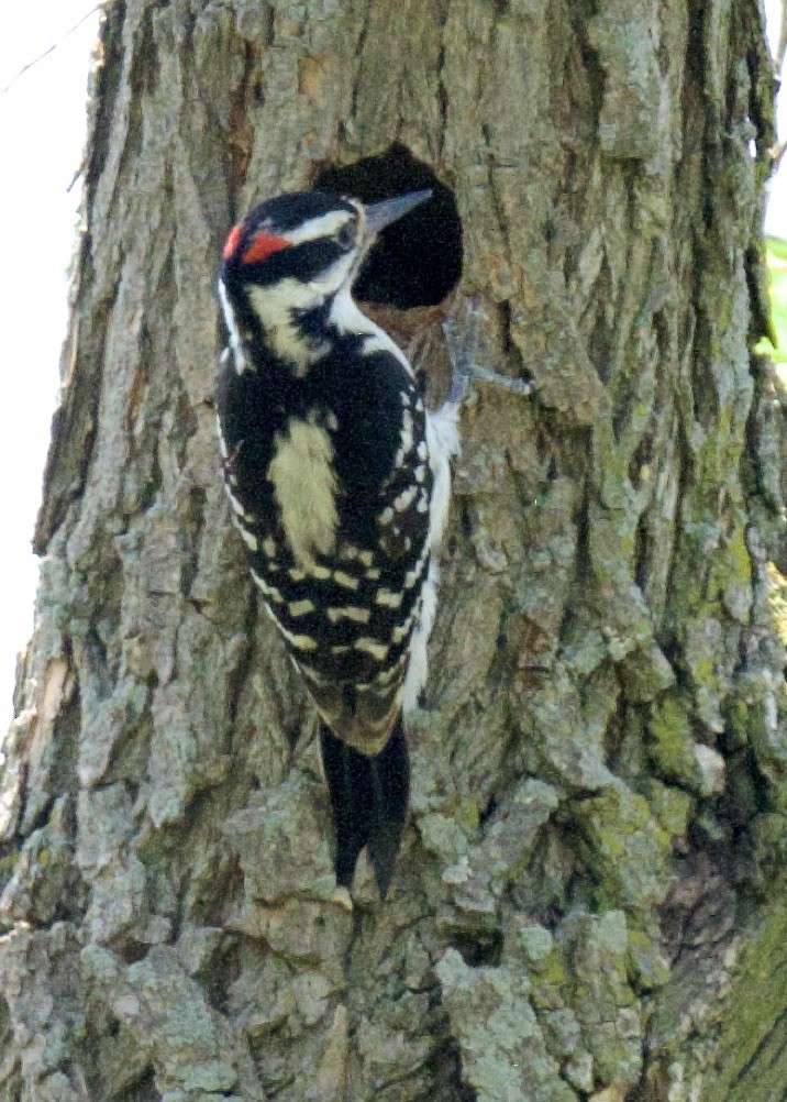 Downy Woodpecker - ML575161941