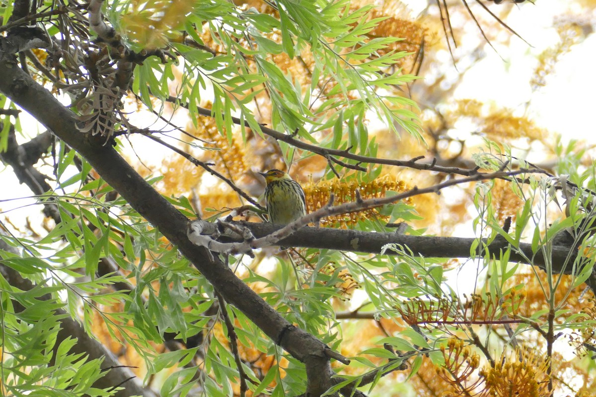Cape May Warbler - ML575164061