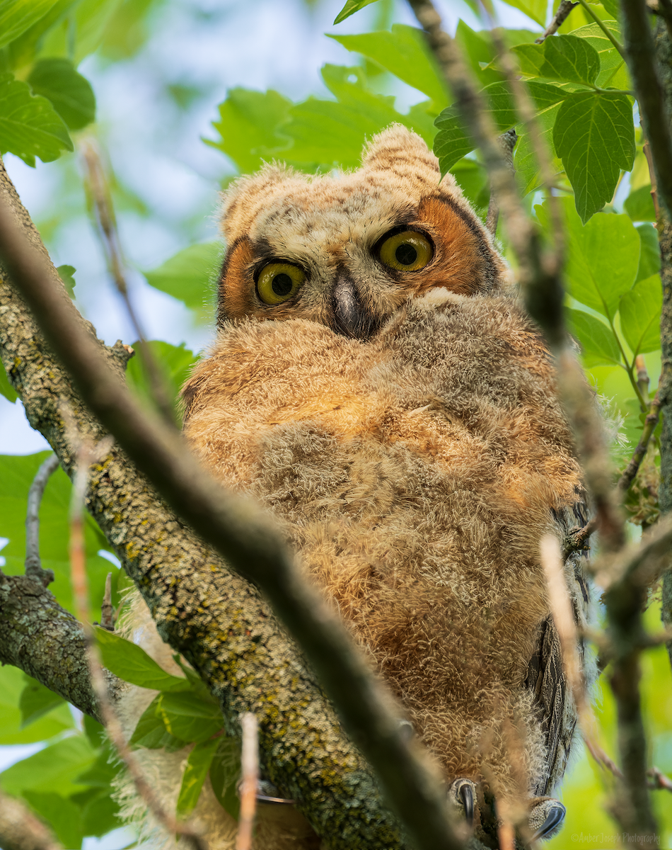 Great Horned Owl - ML575166321