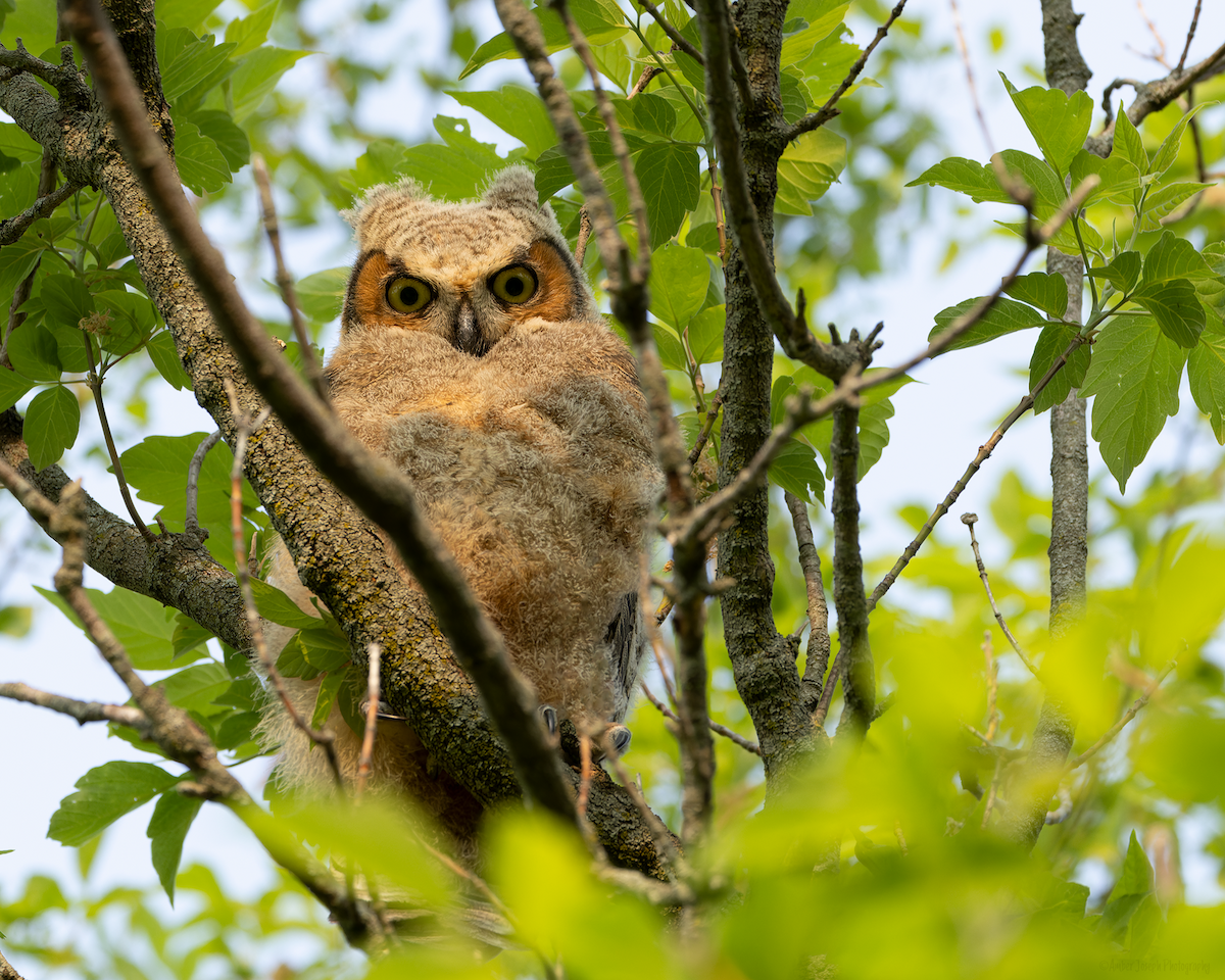 Great Horned Owl - ML575166331