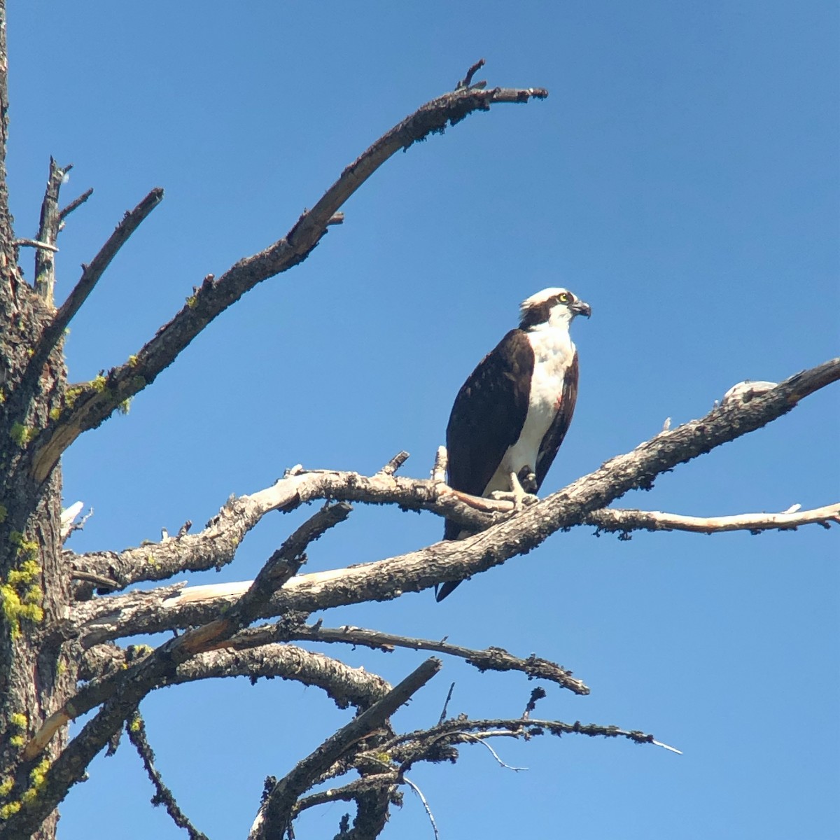 Osprey - Shasta Birding Society