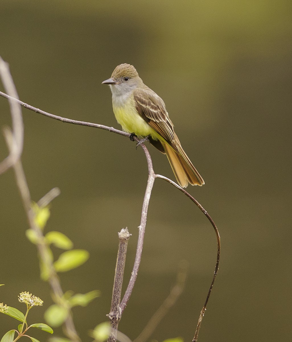 Great Crested Flycatcher - ML575169391