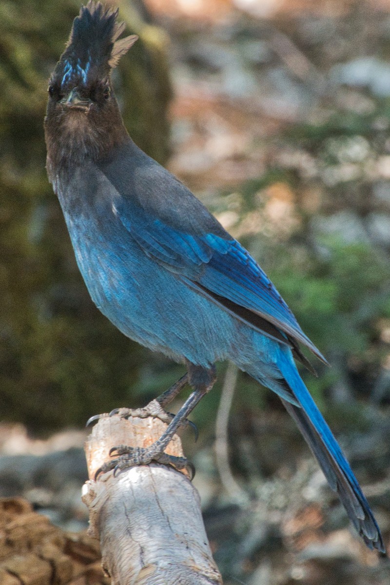 Steller's Jay - Shasta Birding Society