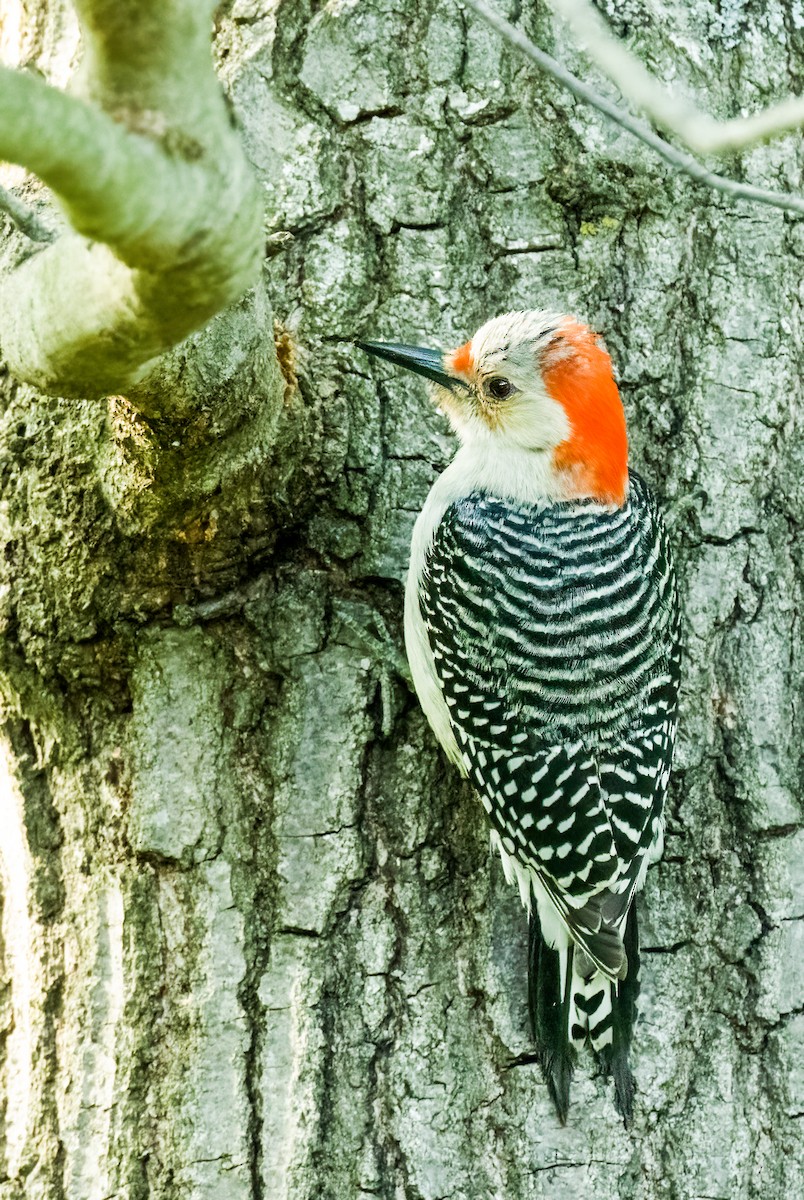 Red-bellied Woodpecker - ML575170081