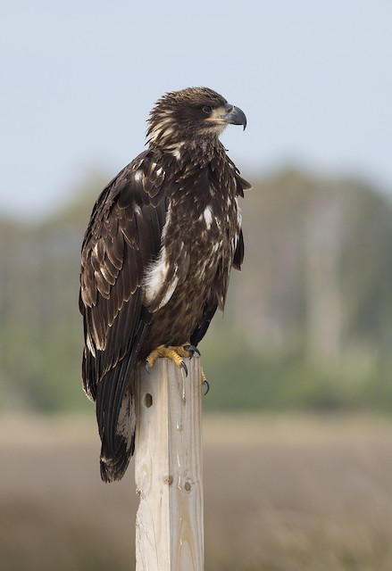Formative plumage (subspecies <em>leucocephalus</em>). - Bald Eagle - 