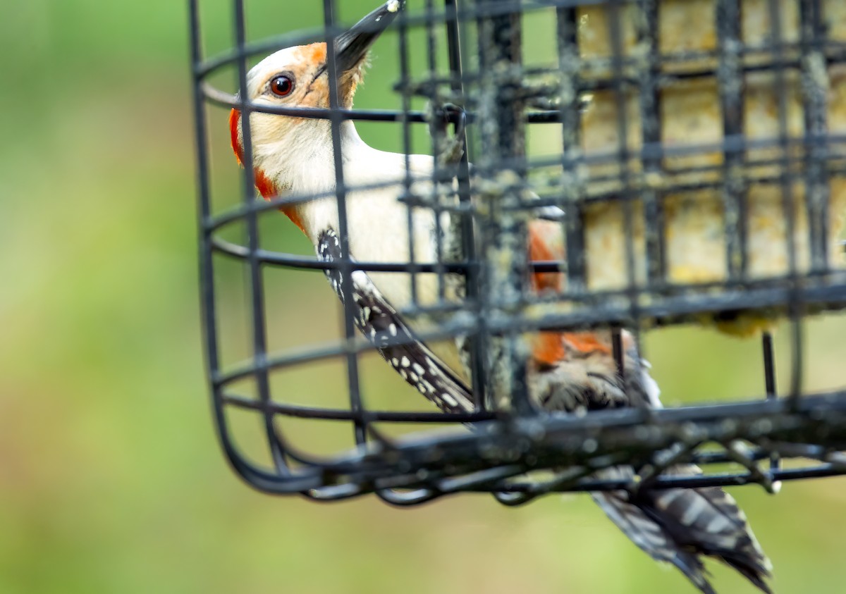 Red-bellied Woodpecker - ML575170111