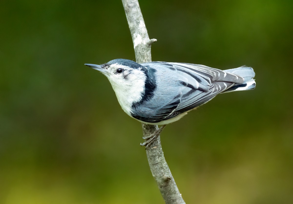 White-breasted Nuthatch - ML575170721