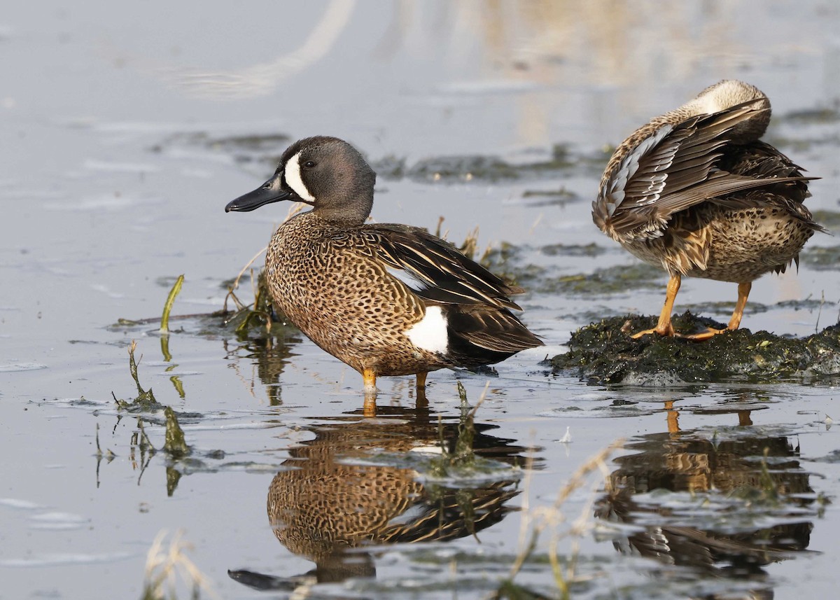 Blue-winged Teal - ML575179481
