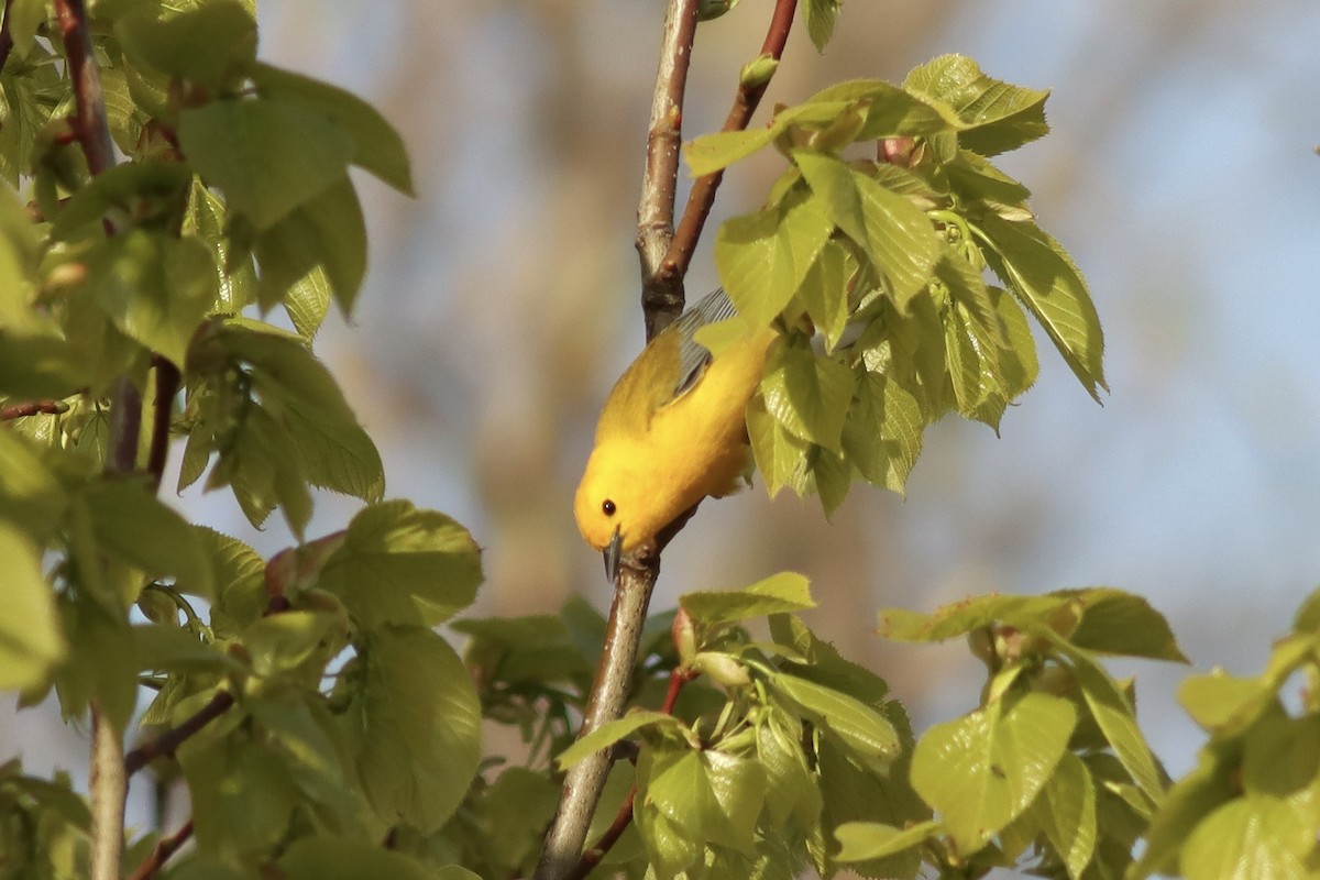 Prothonotary Warbler - ML575183201