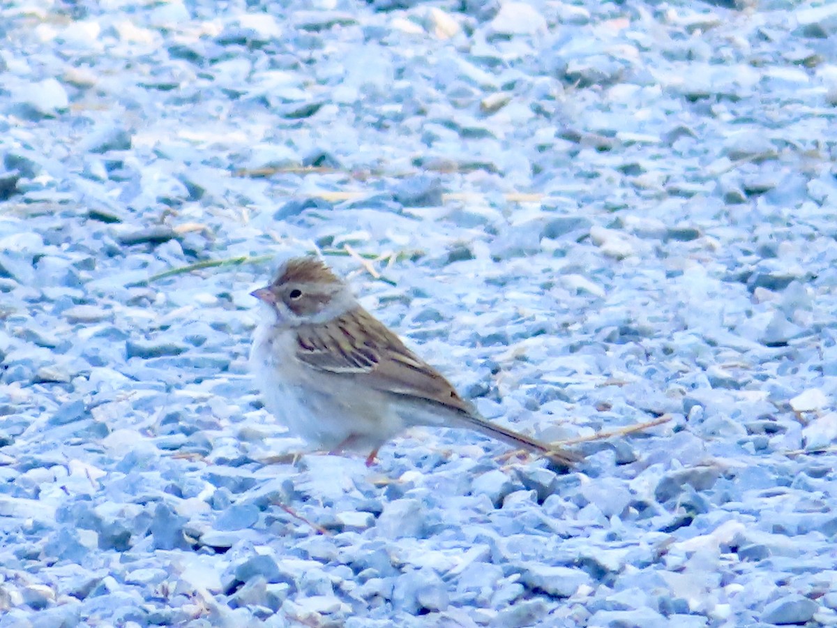 Clay-colored Sparrow - ML575184351