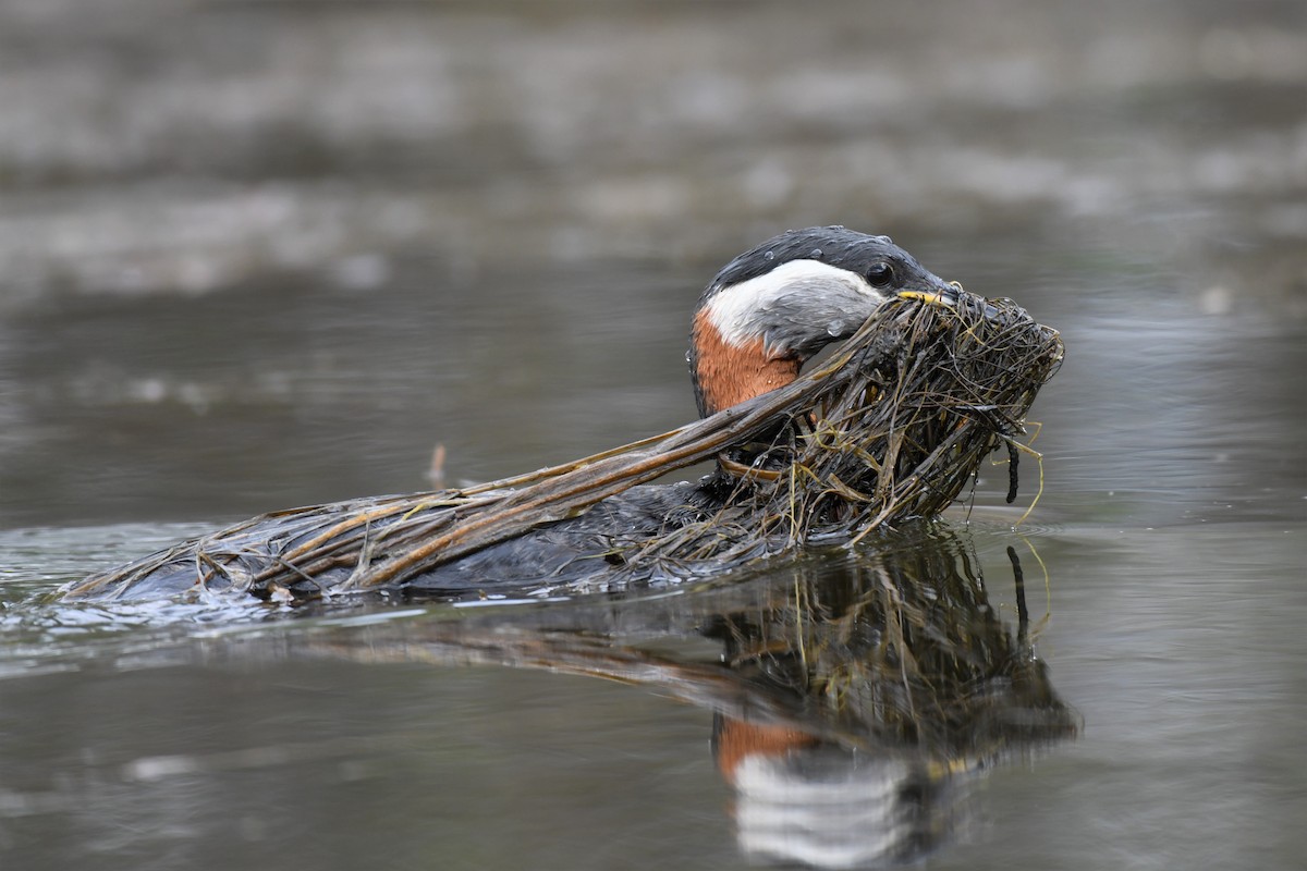 Red-necked Grebe - Timothy Piranian