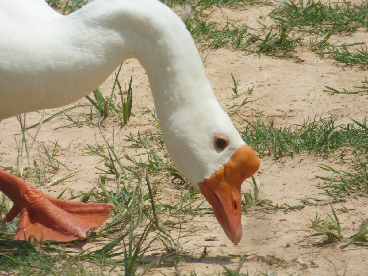 Swan Goose (Domestic type) - ML575193551