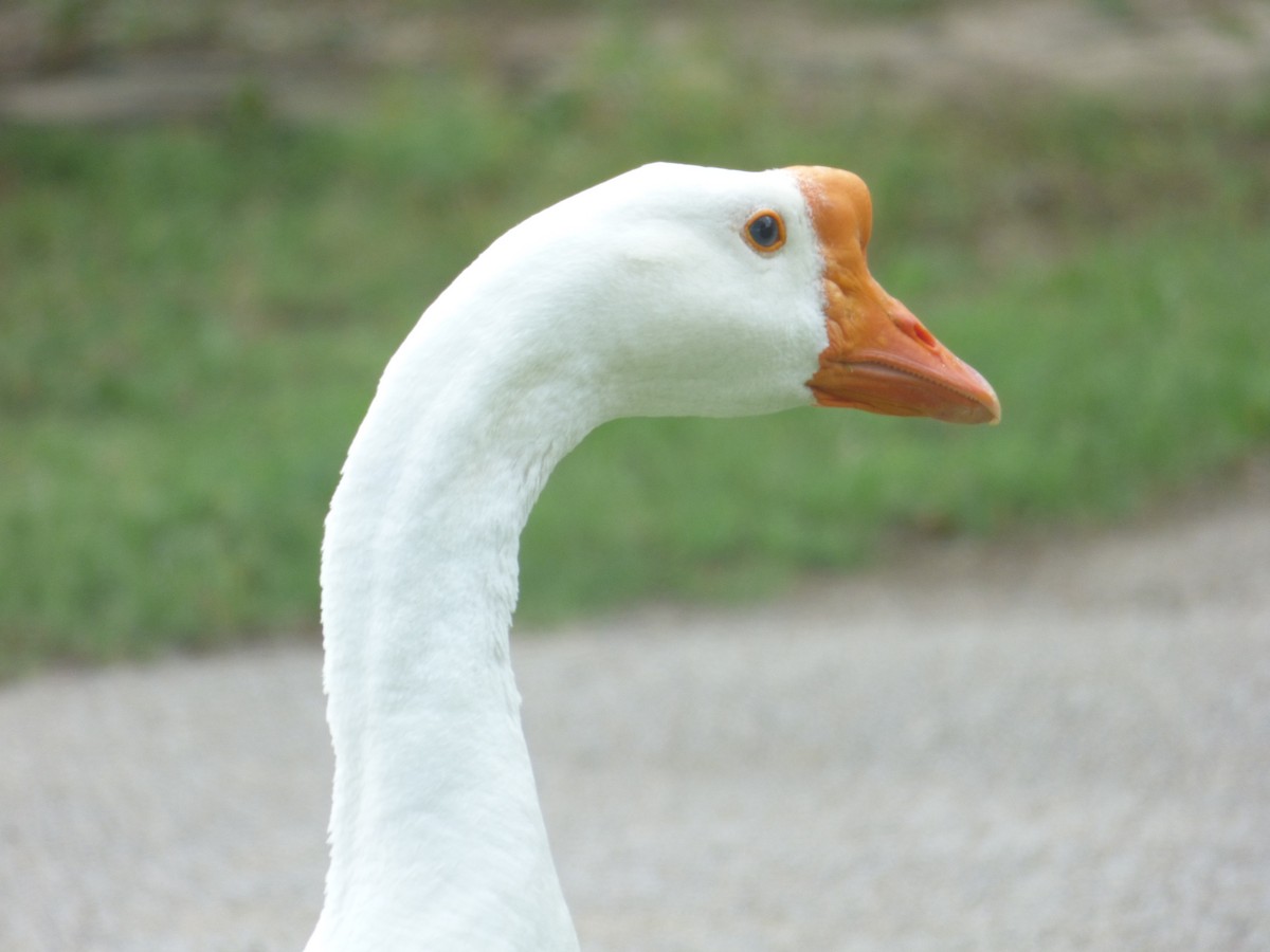 Swan Goose (Domestic type) - ML575193711