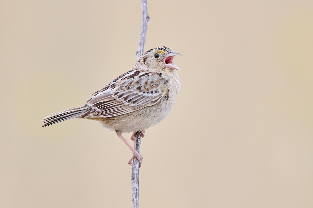 Grasshopper Sparrow - ML575196571