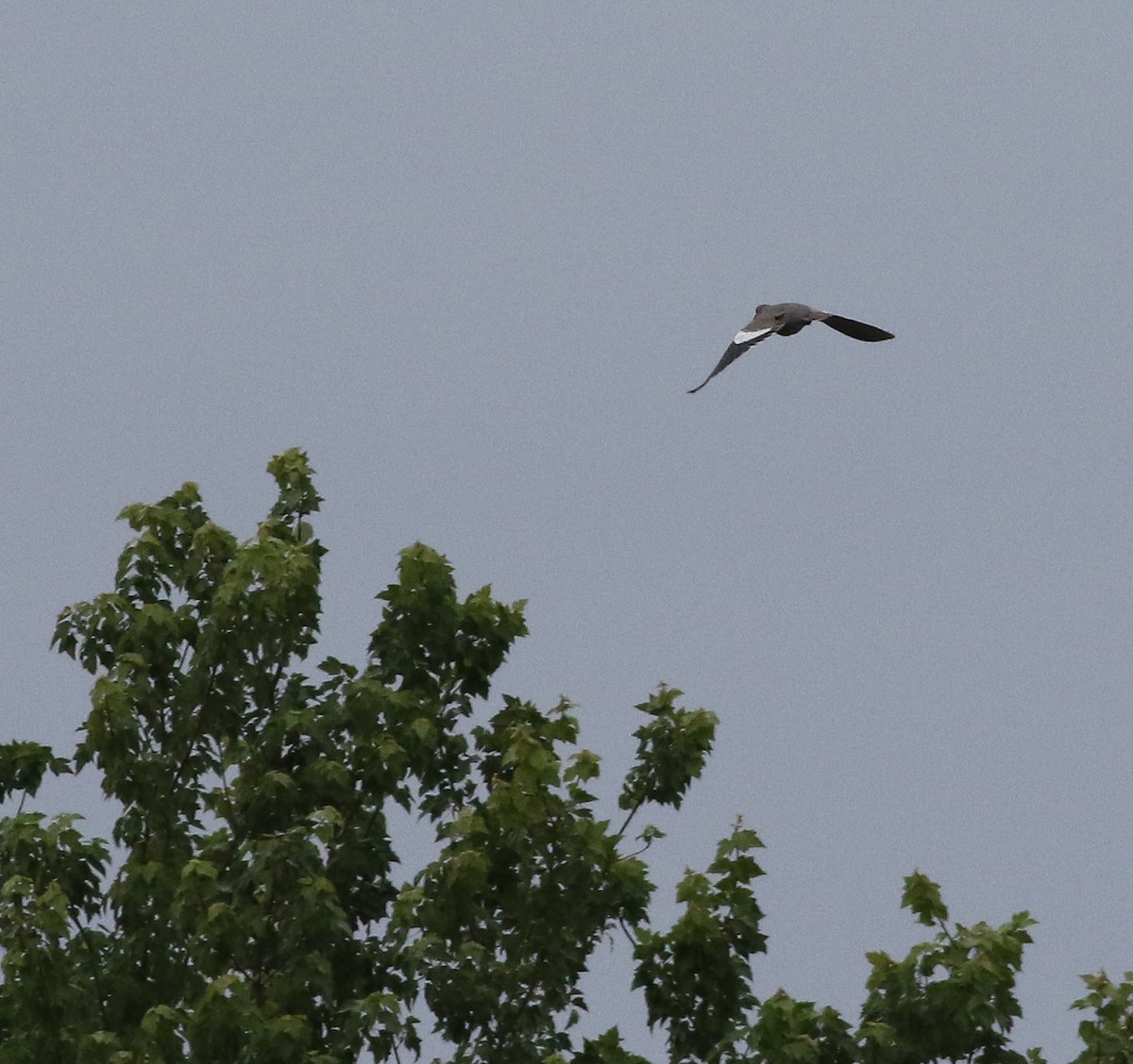 White-winged Dove - ML575201621