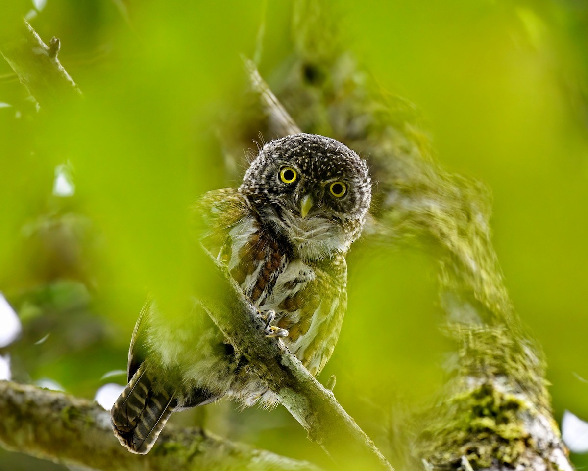 Collared Owlet - ML575203391