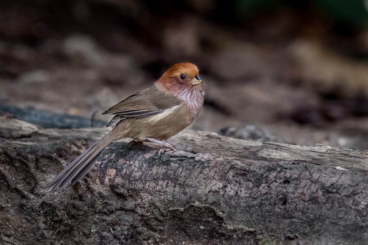 Brown-winged Parrotbill - ML575206531