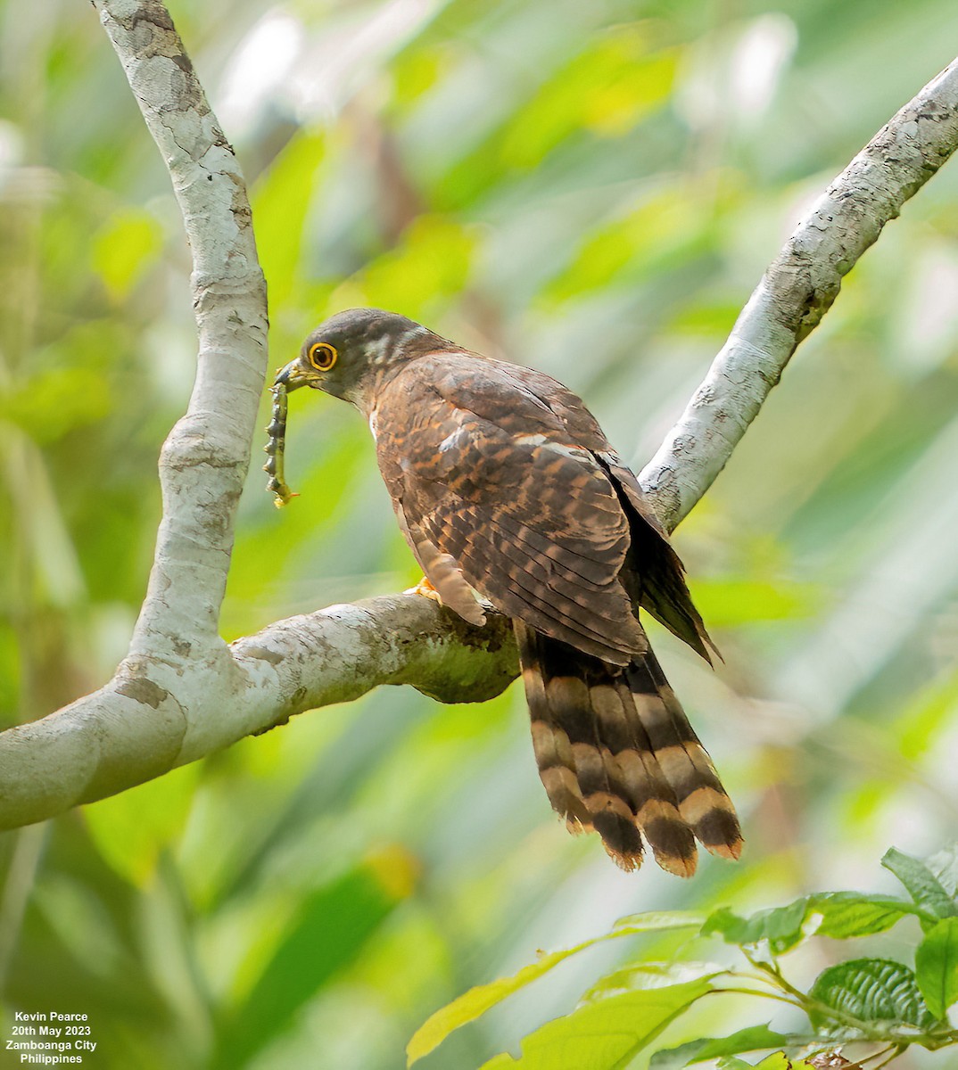 Philippine Hawk-Cuckoo - ML575207401