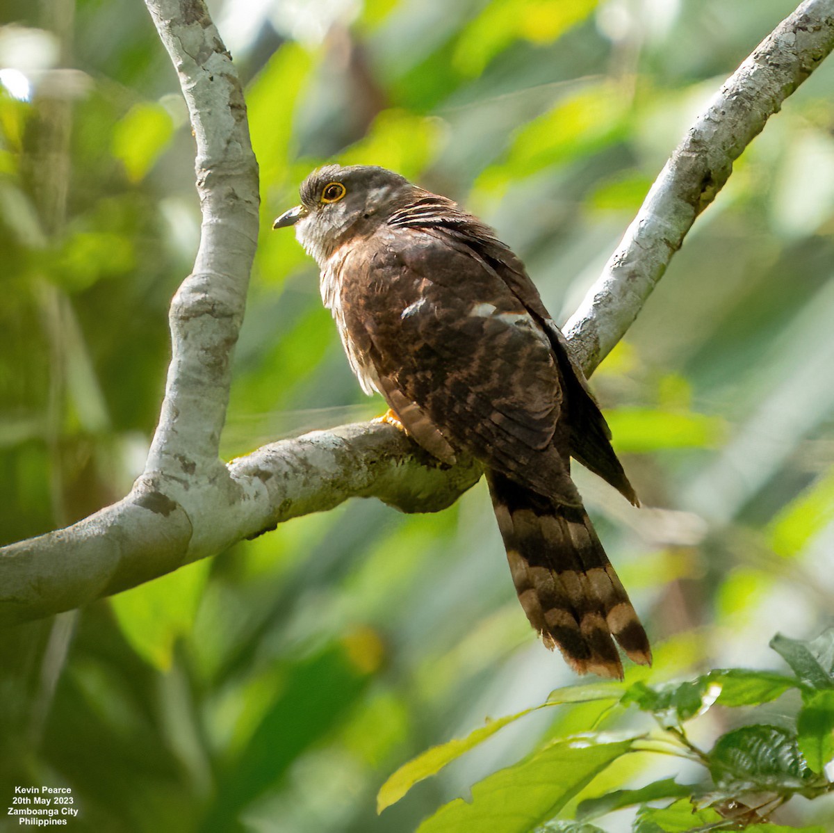 Philippine Hawk-Cuckoo - ML575207411