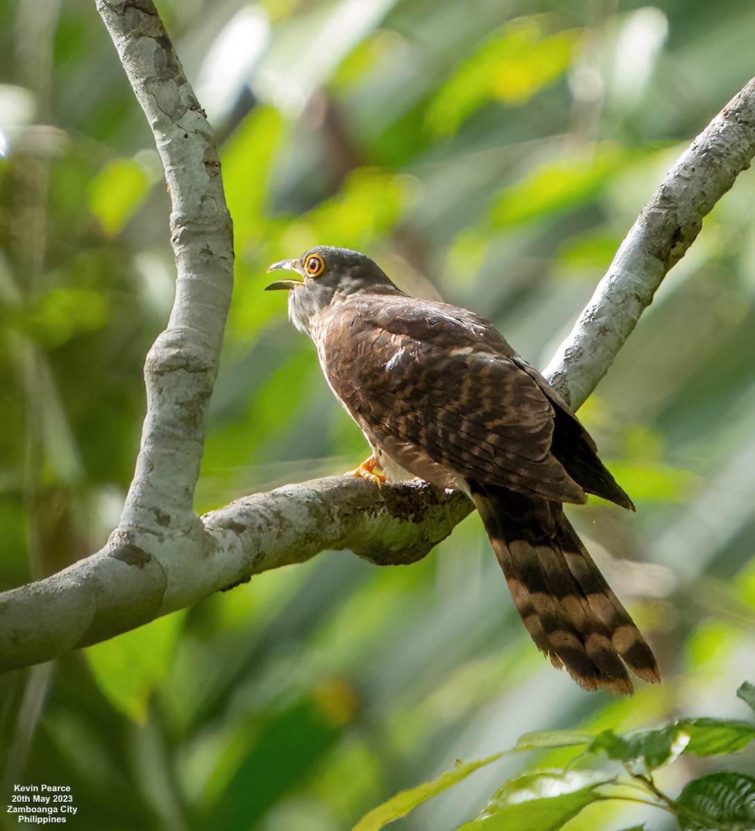 Philippine Hawk-Cuckoo - ML575207421