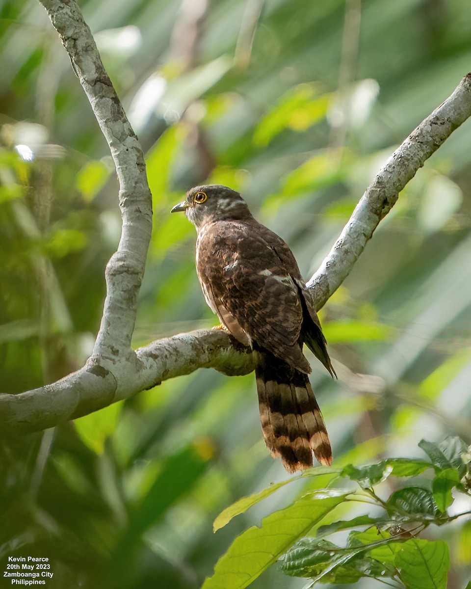 Philippine Hawk-Cuckoo - ML575207471