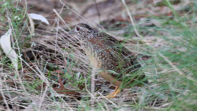 Painted Buttonquail - ML575208921