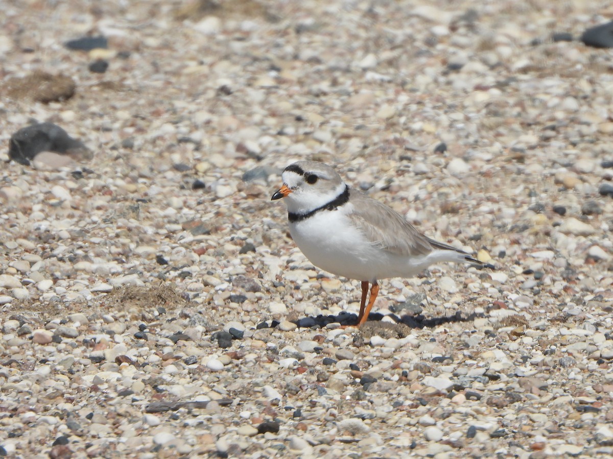 Piping Plover - ML575209111