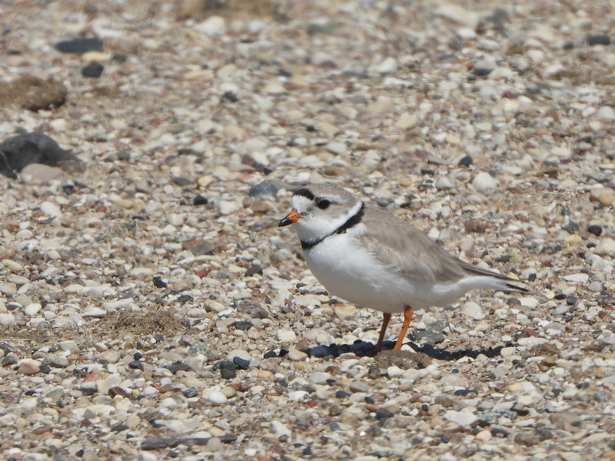 Piping Plover - ML575209121