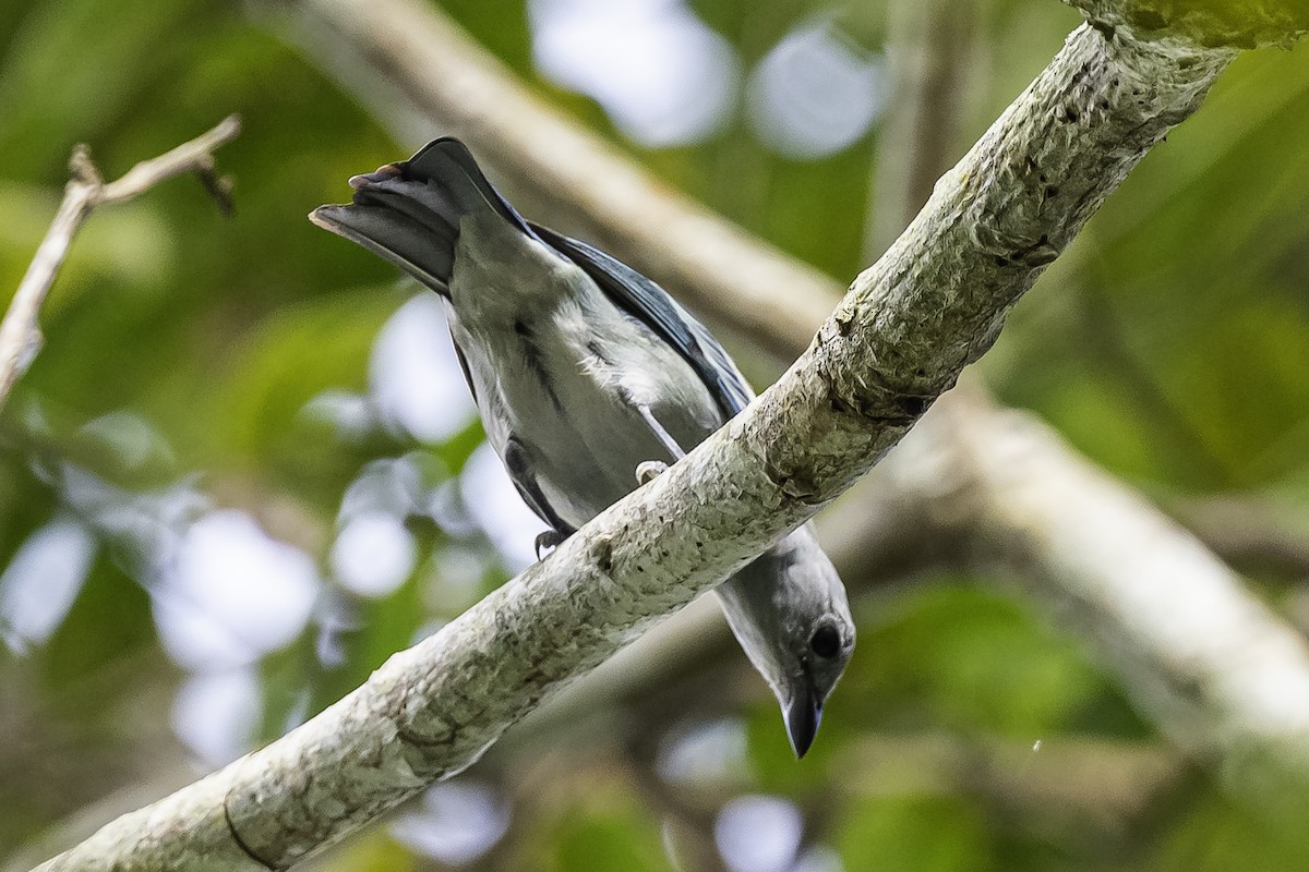 Blue-gray Tanager - ML575209451