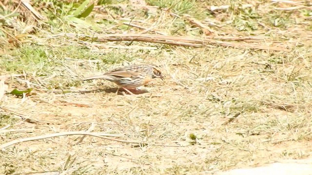 Rufous-breasted Accentor - ML575209511