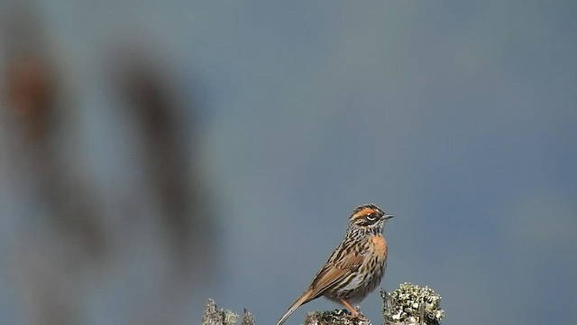 Rufous-breasted Accentor - ML575209521