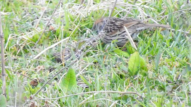 Rufous-breasted Accentor - ML575209591