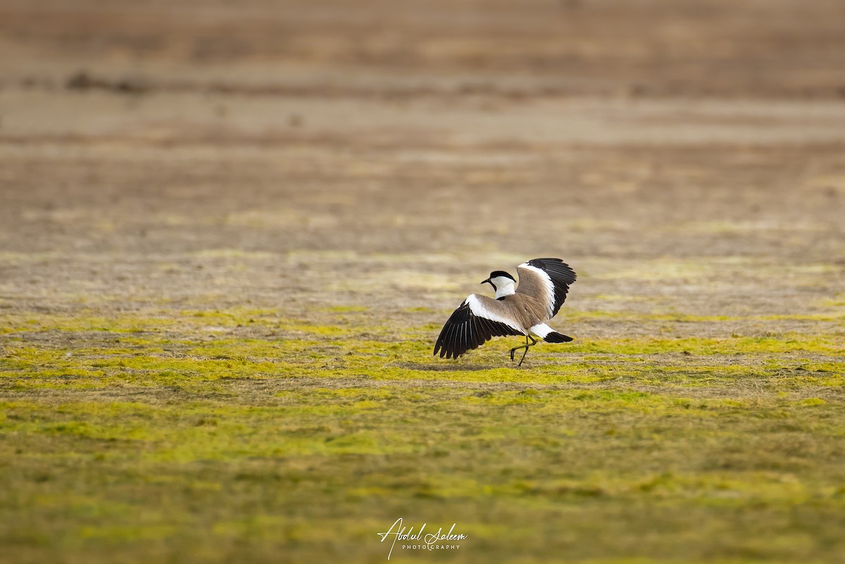 Spur-winged Lapwing - ML575215101